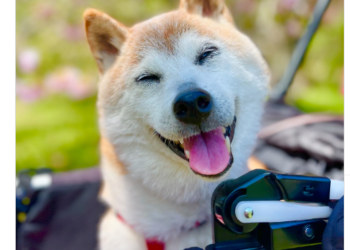 Fallece perrita que inspiró el popular meme Doge