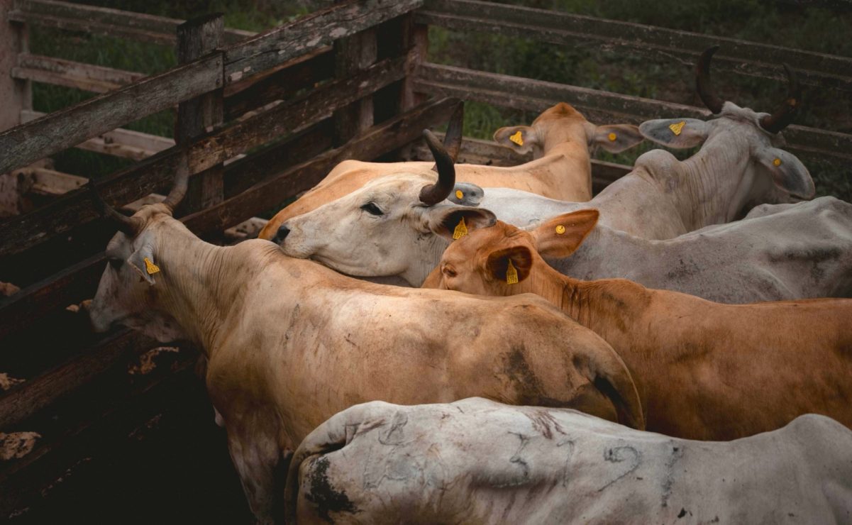 México busca extender emergencia por plaga de gusano barrenador del ganado a todo el país
