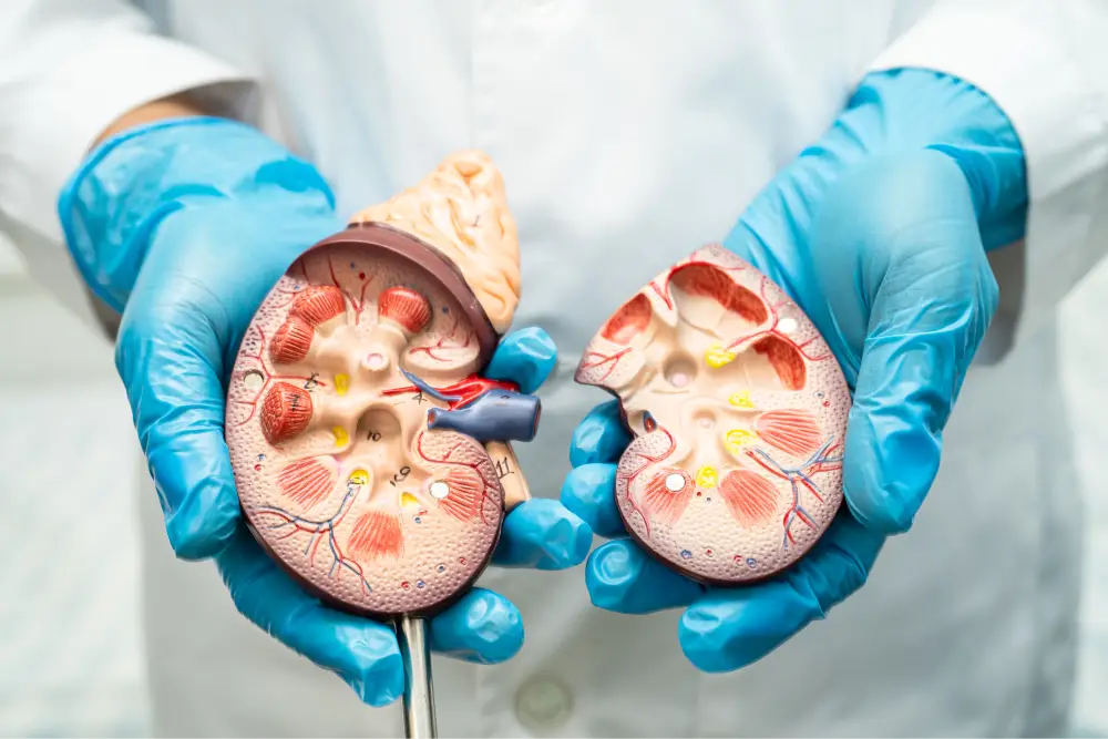 La enfermedad renal crónica es la novena causa principal de muerte en el mundo