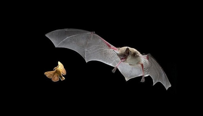 Detectan murciélago con rabia en Montevideo y activan campaña de vacunación animal