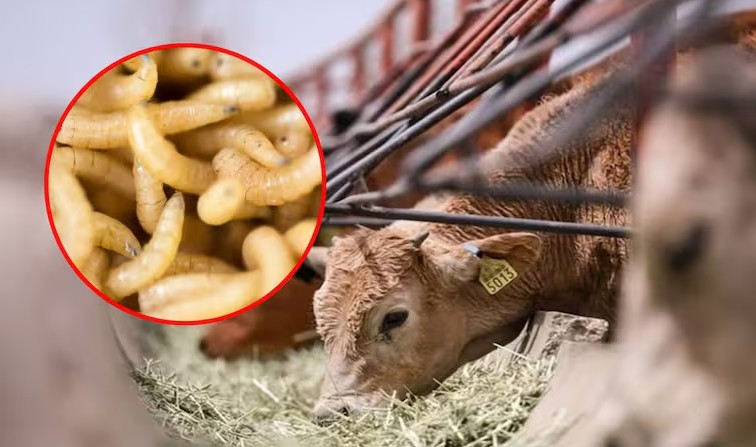 Confirman 54 nuevos casos de gusano barrenador en Yucatán; la cifra total asciende a 1,307