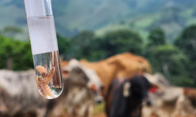 México confirma 500 casos del gusano barrenador en una semana