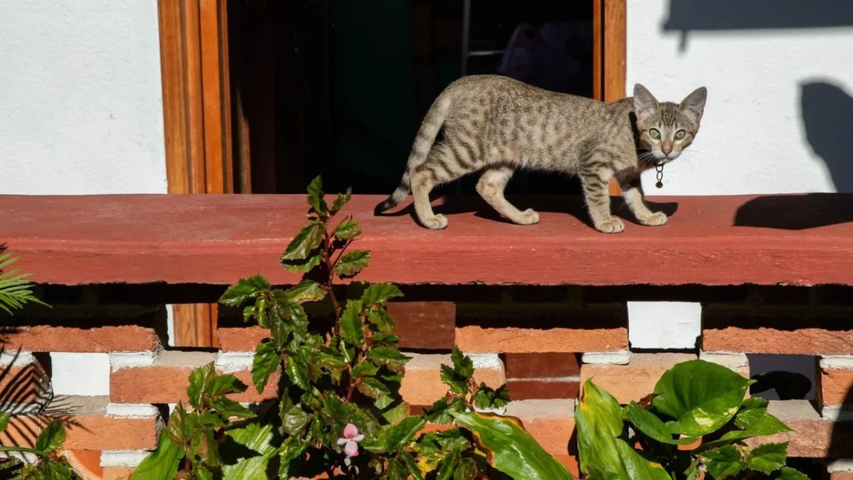 Fundación Haghenbeck entrega gatos rescatados a autoridades capitalinas