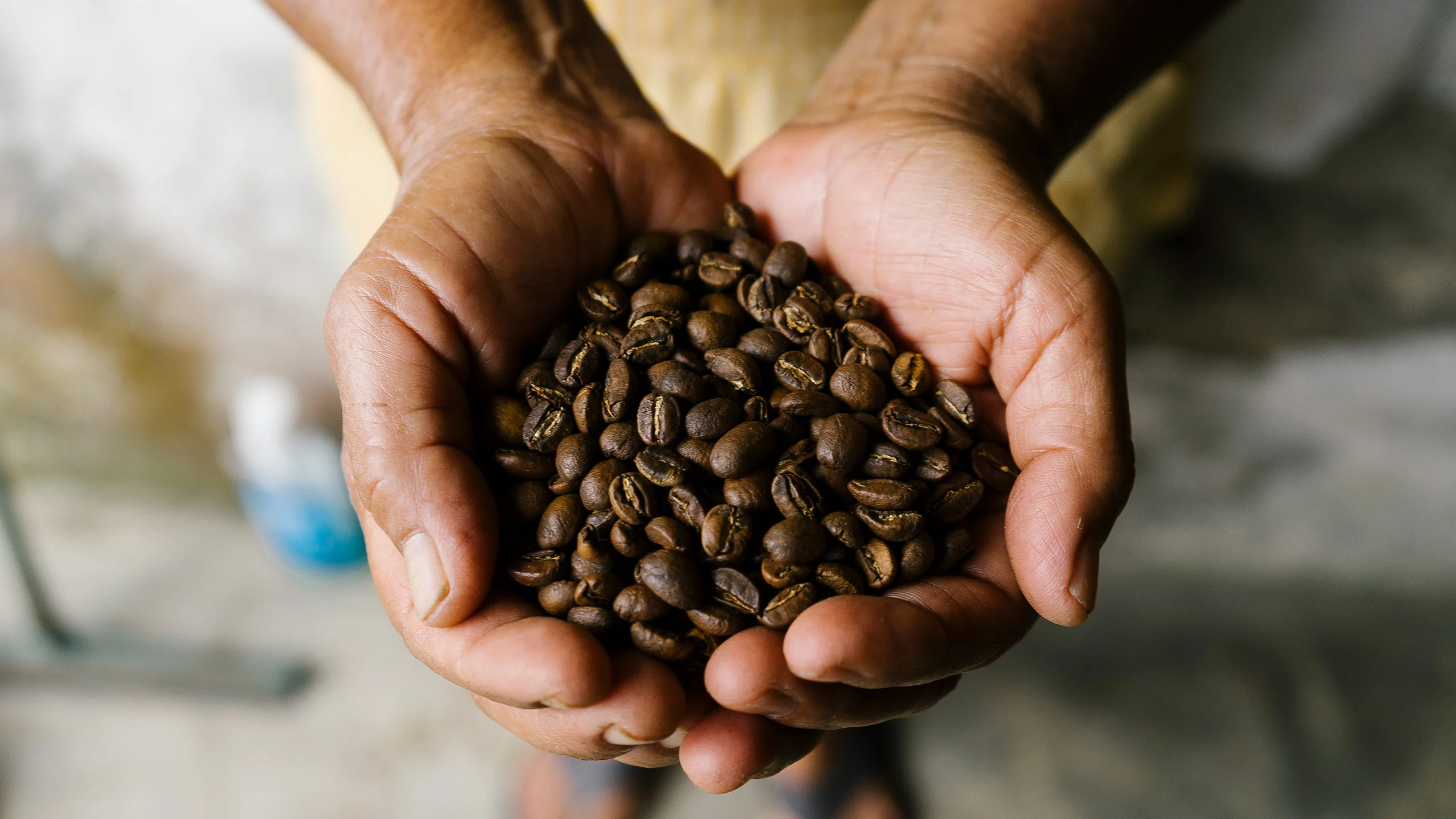 Ruta del Café en Chiapas: una travesía entre montañas para descubrir el mejor café de México