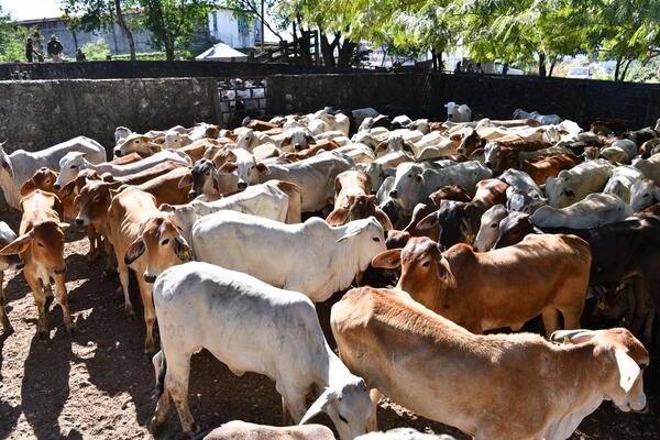 Entrega Gobierno de Tabasco 100 créditos ganaderos en Tenosique