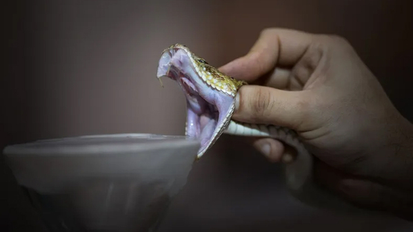 México se consolida como potencia mundial en antivenenos