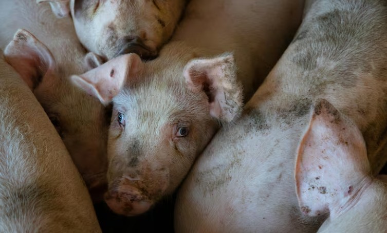 México analizará levantar la suspensión a la importación de carne de cerdo de España