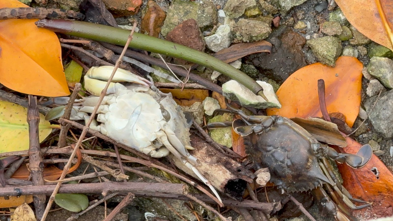 Derrame en Puerto Ceiba afecta lagunas y golpea economía local