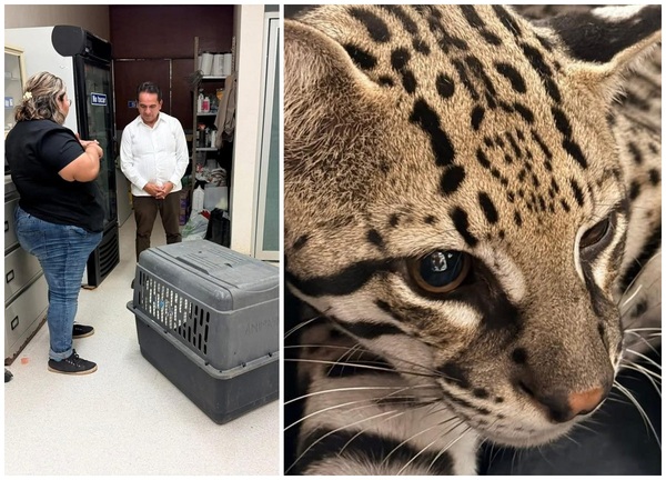 Rescatan a ocelote tras ser atropellado en carretera de Yucatán