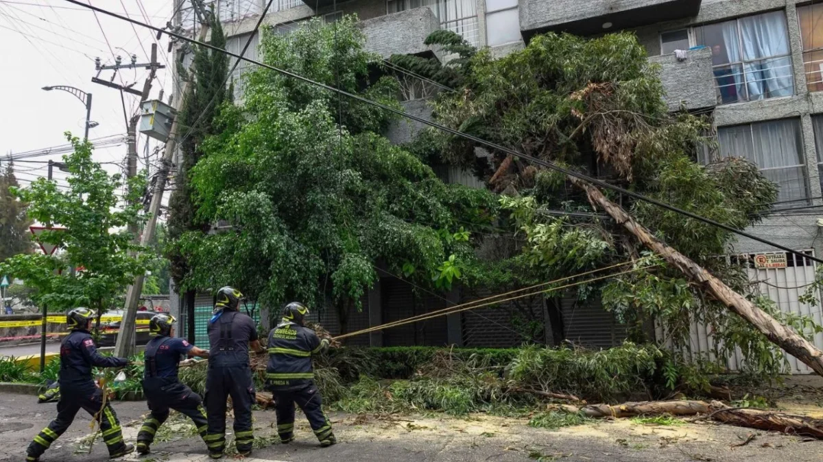 Lluvia en CDMX deja 28 árboles caídos