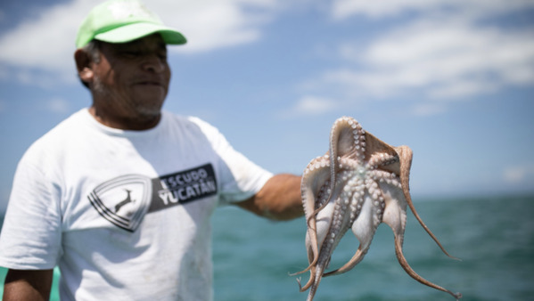 Yucatán lidera la producción de pulpo en México durante 2024