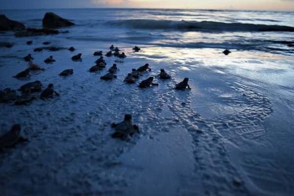 Inicia en Yucatán la temporada de anidación de tortugas marinas
