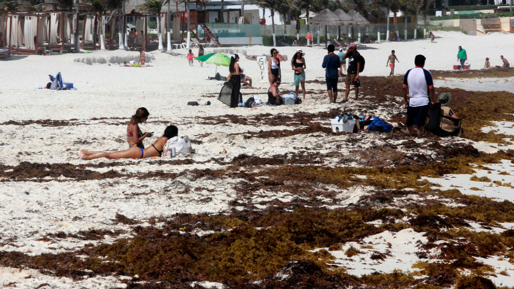 Sargazo llega a costas de Quintana Roo antes de tiempo