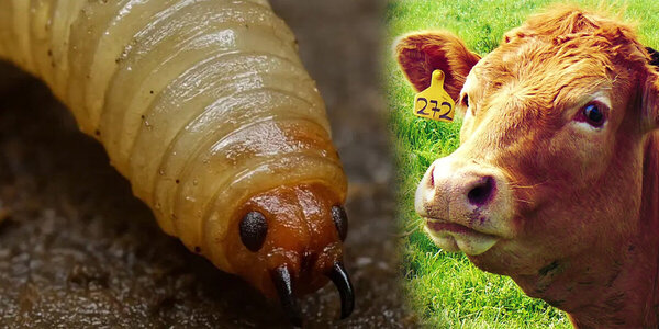 22 nuevos casos de gusano barrenador en Yucatán