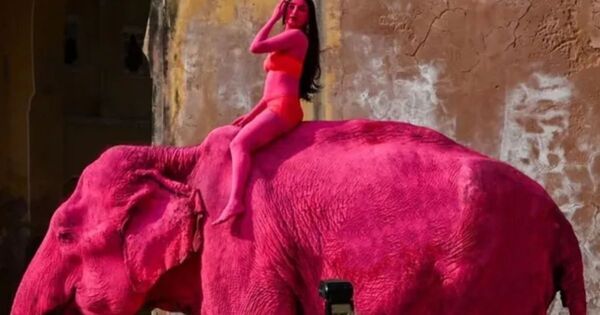 Muere el elefante que fue pintado de rosa para una sesión de fotos en la India