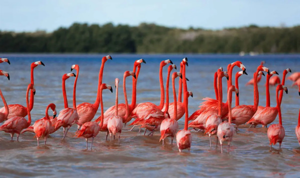 Restringen acceso en Río Lagartos por protección del flamenco