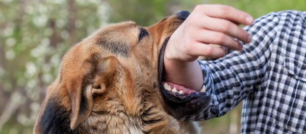 Buscan castigar hasta con 10 años de cárcel ataques de animales por negligencia