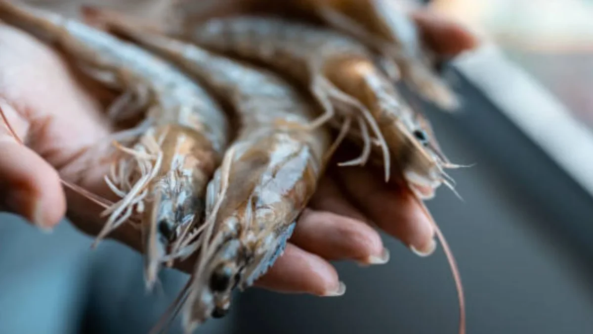 El Salvador aplica veda nacional al camarón marino