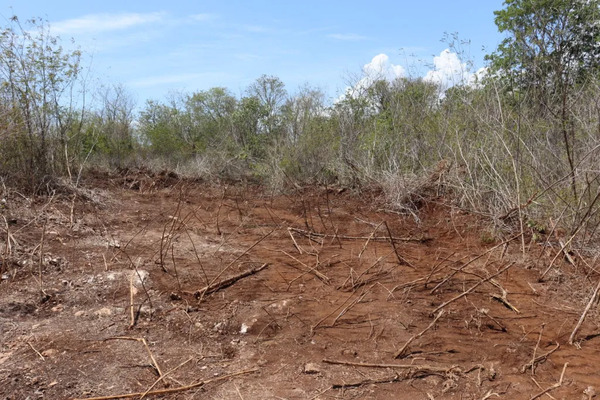Clausuran predio por desmonte ilegal dentro de la Reserva Cuxtal en Mérida