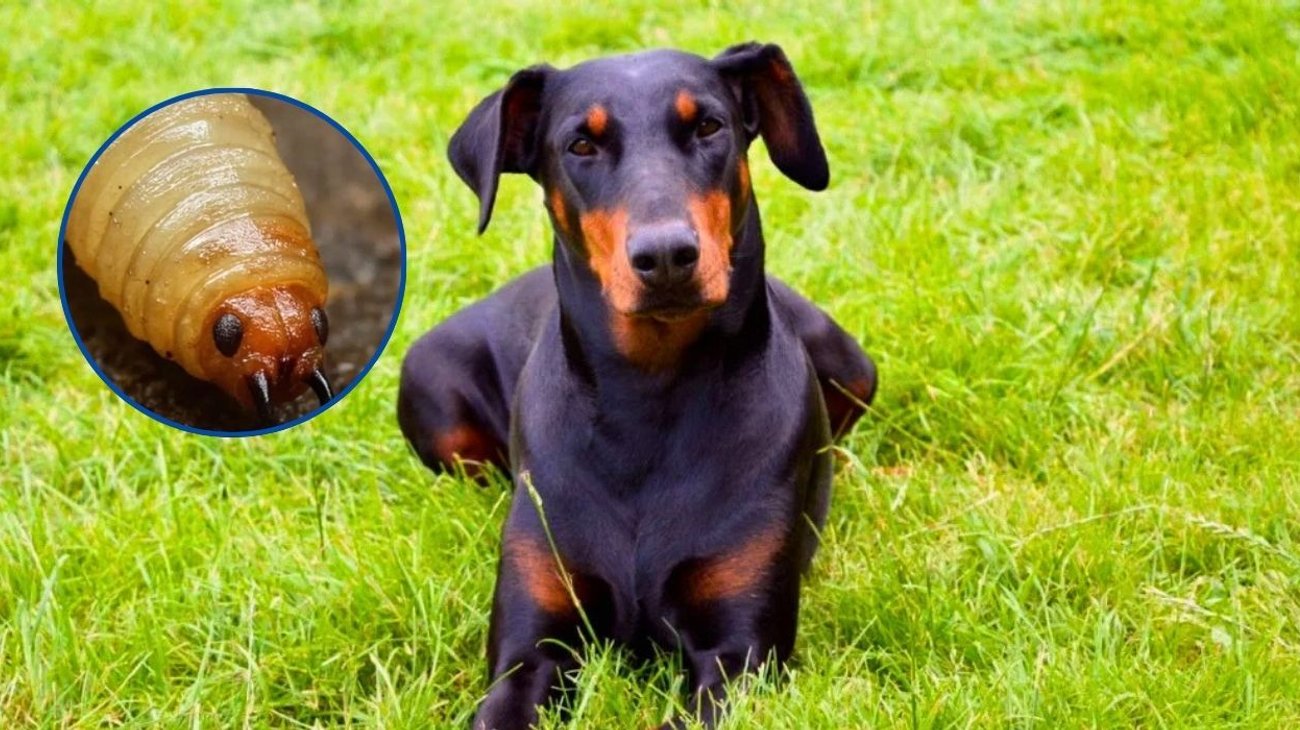 Confirman primer caso de gusano barrenador en CDMX, en un perro dóberman