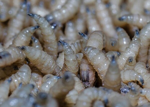 Chiapas albergará planta para combatir al gusano barrenador