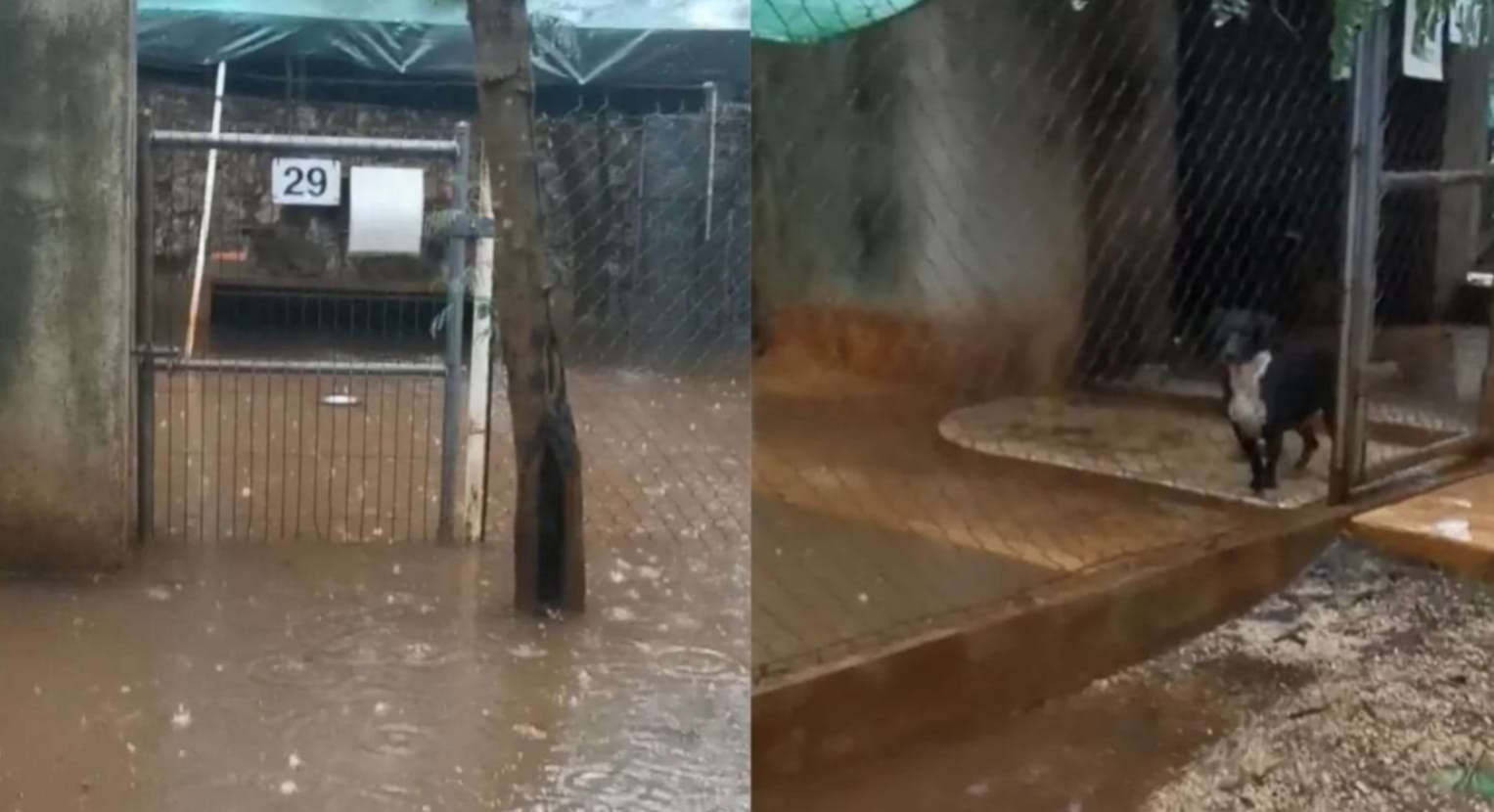Resguardan 42 mascotas tras lluvias en Mérida