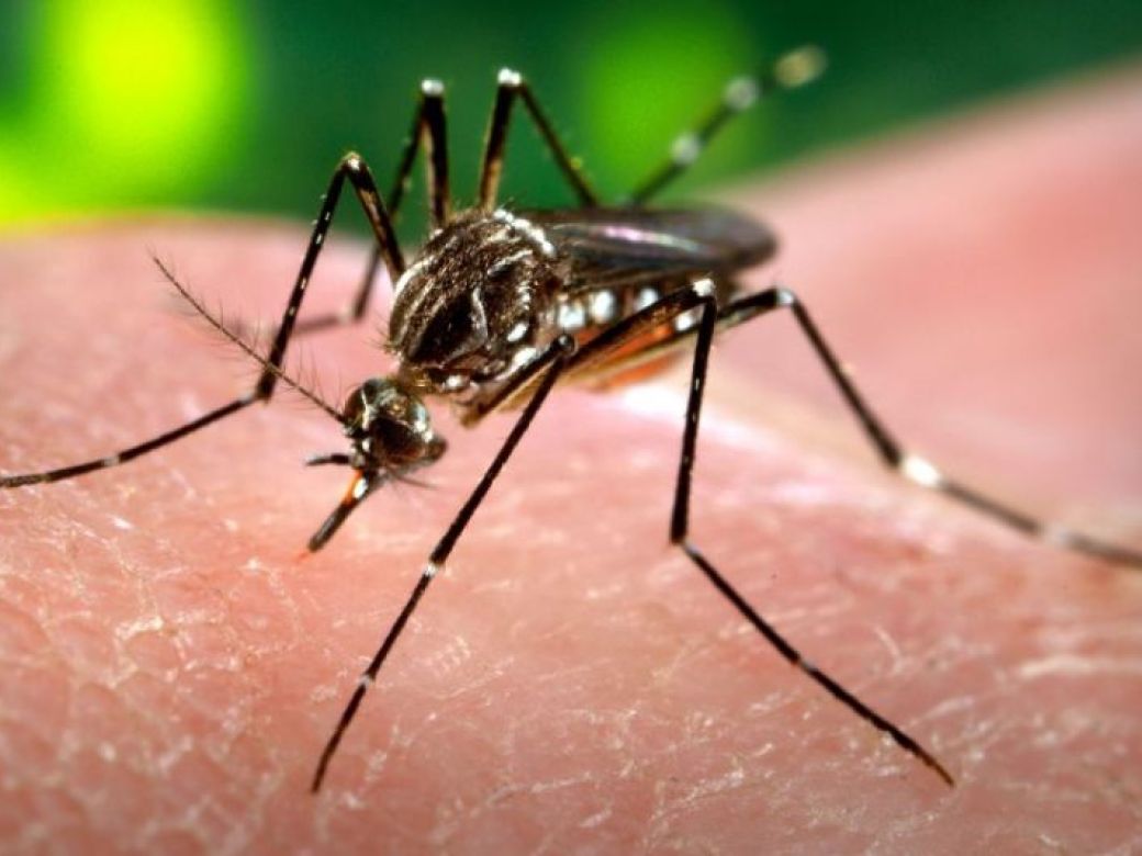 Suman 4 muertes por dengue y más de dos mil casos en 26 entidades del país