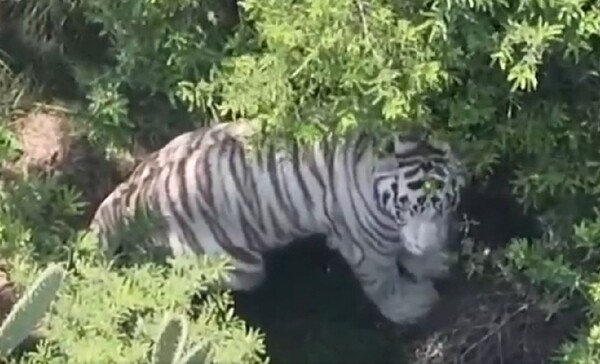 Capturan con vida al tigre que escapó en Edomex