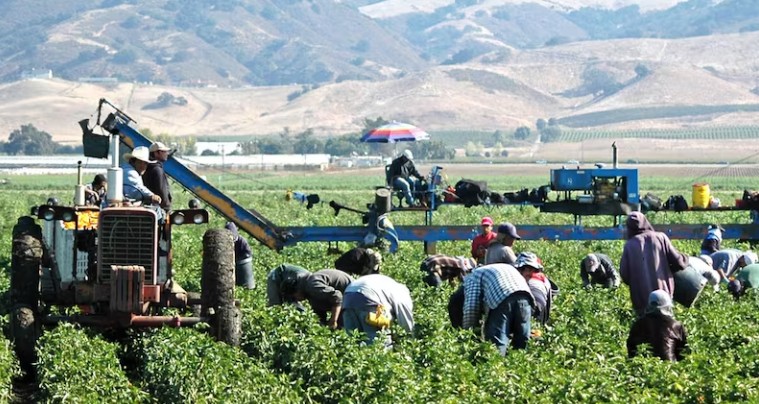 Productores alertan por crisis en campo mexicano ante la revisión anual del T-MEC