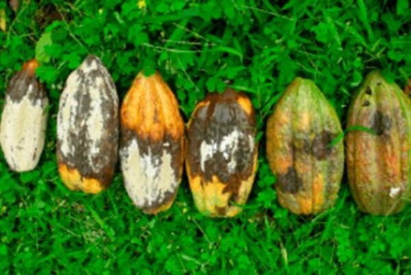 Moniliasis golpea producción de cacao en el Soconusco