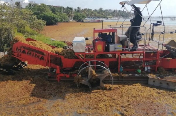 Prevén más sargazo para playas del Caribe mexicano