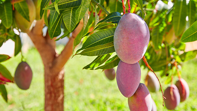 Conoce los diferentes tipos de mango y sus beneficios para la salud
