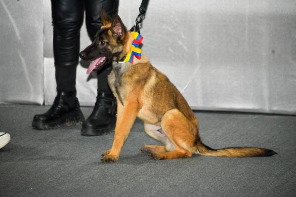 Venezuela honra la solidaridad de México con la donación de una perrita rescatista