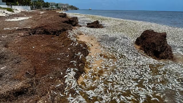 Reportan mortandad de peces en costas de Puerto Morelos, Quintana Roo