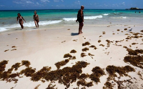 Sargazo comienza a disminuir en Quintana Roo, pero seguirá en 2027