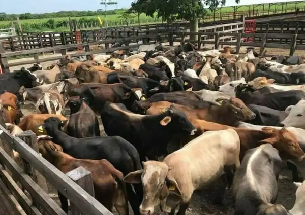 Quintana Roo acumula mil 300 casos de gusano barrenador en ganado