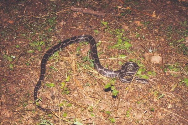 Suben 47.9% mordeduras de serpiente en Yucatán