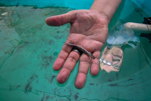 Lluvias podrían influir en mortandad de peces en Las Ilusiones