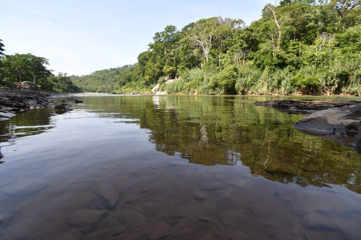 UJAT destaca importancia de conservar los “pulmones naturales” de Tabasco