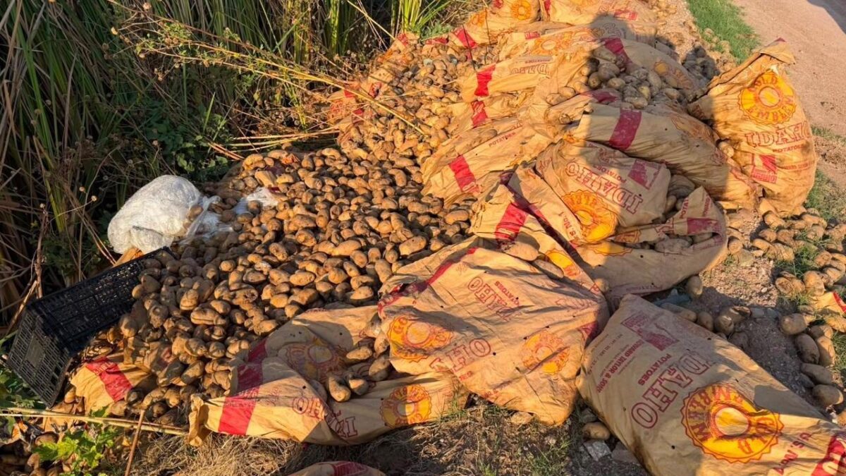 Productores denuncian ingreso irregular de papa de EU en Sinaloa