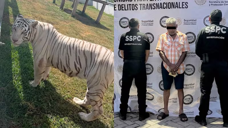 Hallan más de 130 animales exóticos en operativo contra huachicol en Tamaulipas