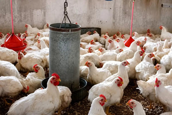 Proyectan granja avícola de más de 200 hectáreas en Yucatán