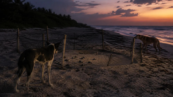 Perros matan a 13 crías de tortuga en Sisal