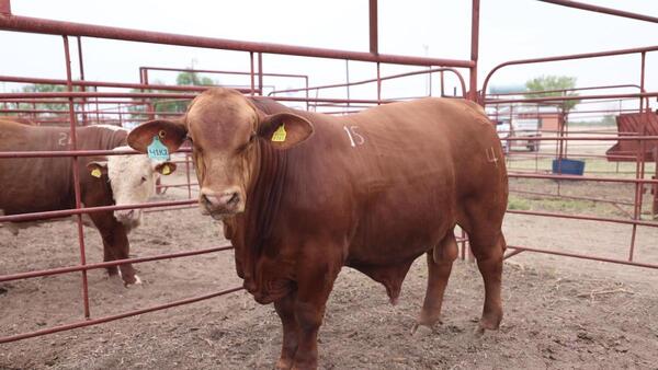 Refuerzan cerco contra gusano barrenador en el sureste