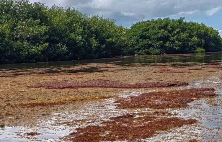 Sargazo podría acercarse a Chetumal pese al fin de temporada