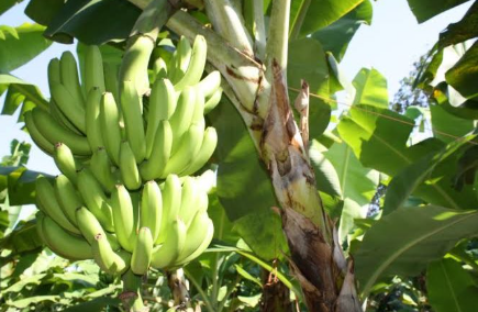 Plátano en Teapa se vende hasta en 35 pesos por caja