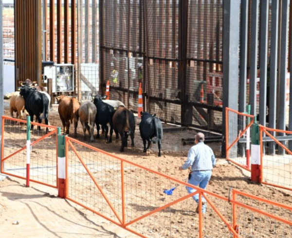 México reactiva exportación de ganado a EU por Chihuahua