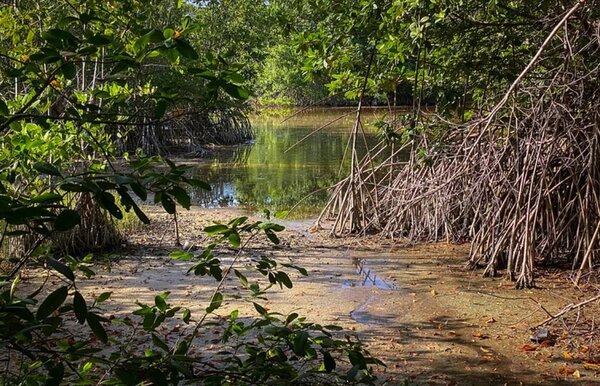 Yucatán pagará hasta 43 mil 200 pesos por restaurar humedales costeros