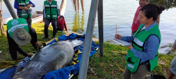 UJAT refuerza acciones para proteger al manatí en Tabasco