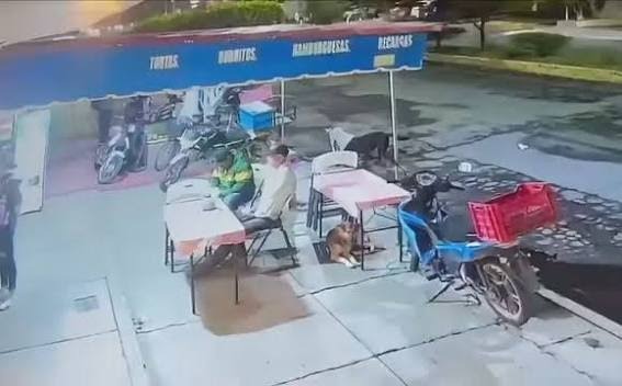 Fiscalía investiga ataque con agua hirviendo contra dos perritos en Michoacán